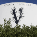 Venea