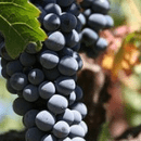Aglianico