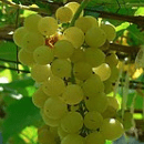 Arbois