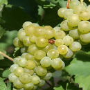 Bacchus