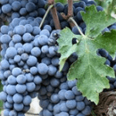 Brachetto