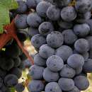 Cabernet Sauvignon
