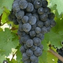 Canaiolo