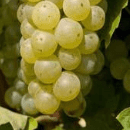Caiño Blanco