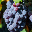 Carignan