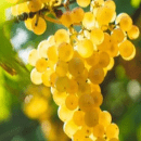 Chardonnay