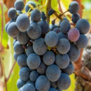 Cinsault