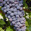 Corvina