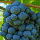 Dolcetto