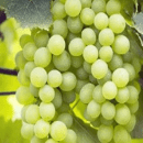 Falanghina