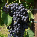 Foglia Tonda