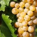 Friulano