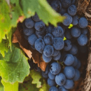 Garnacha Tinto