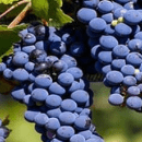 Malbec