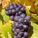 Pinot Noir