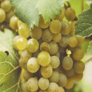 Carricante