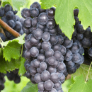 Nebbiolo