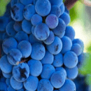 Nerello Mascalese