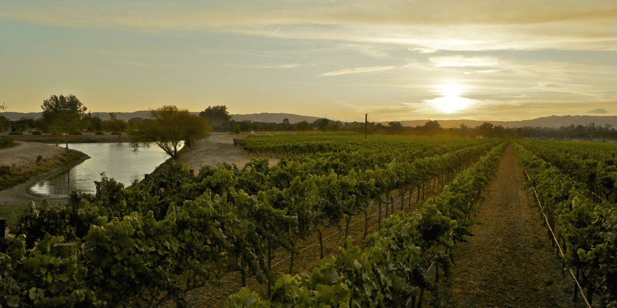 Carneros Wijnen