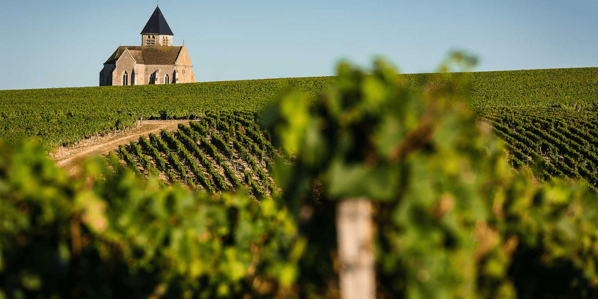 Chablis Wijnen