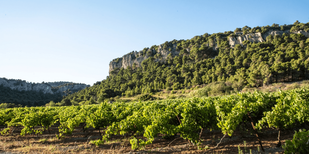 Languedoc-Roussillon Wijnen