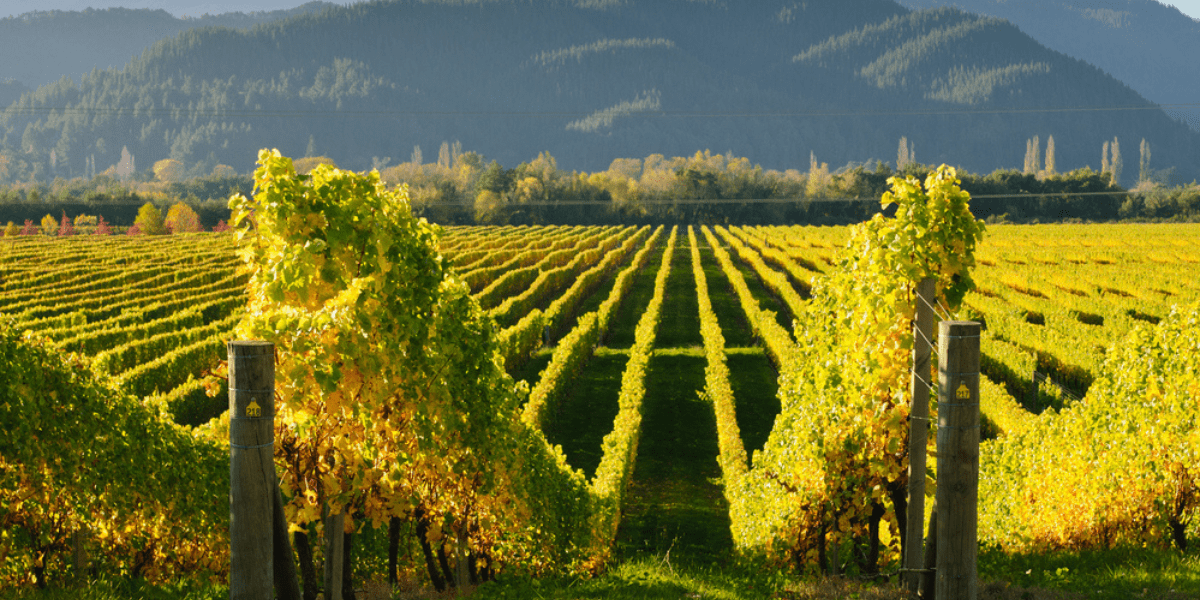 Marlborough Wijnen