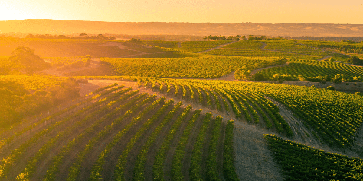 McLaren Vale Wijnen