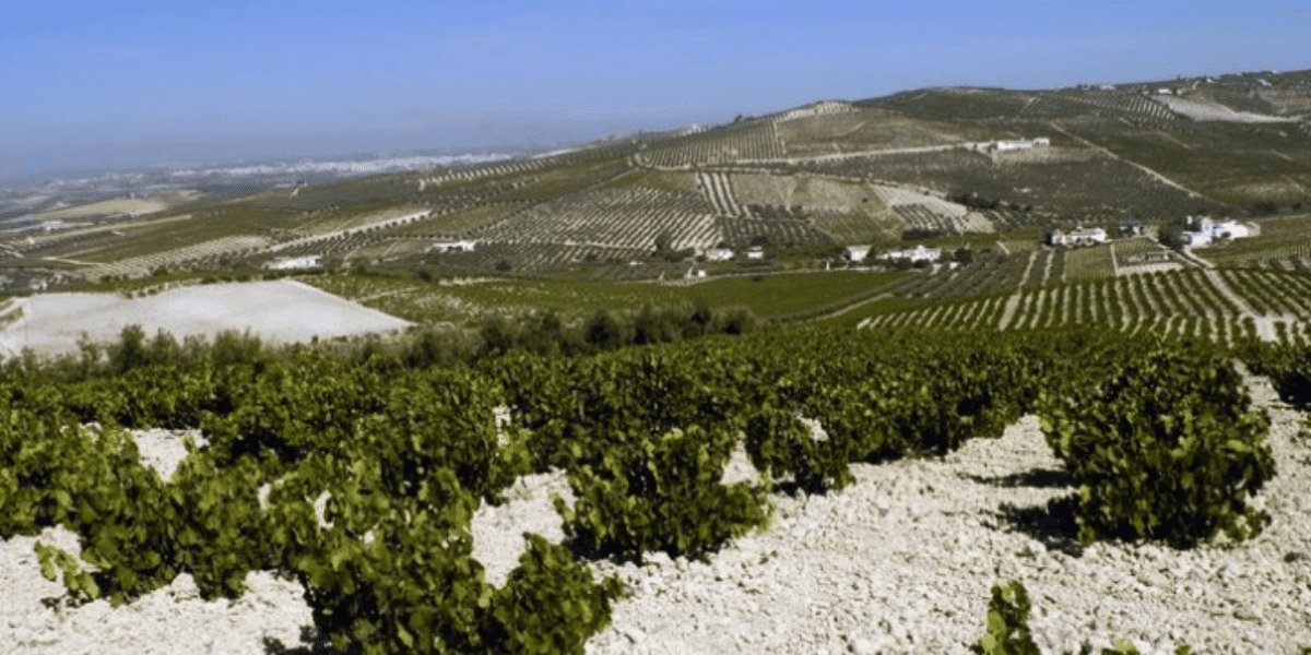 Montilla-morilles