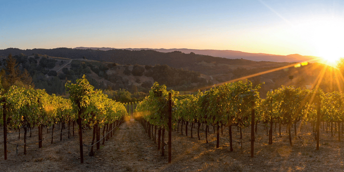Napa Valley Wijnen