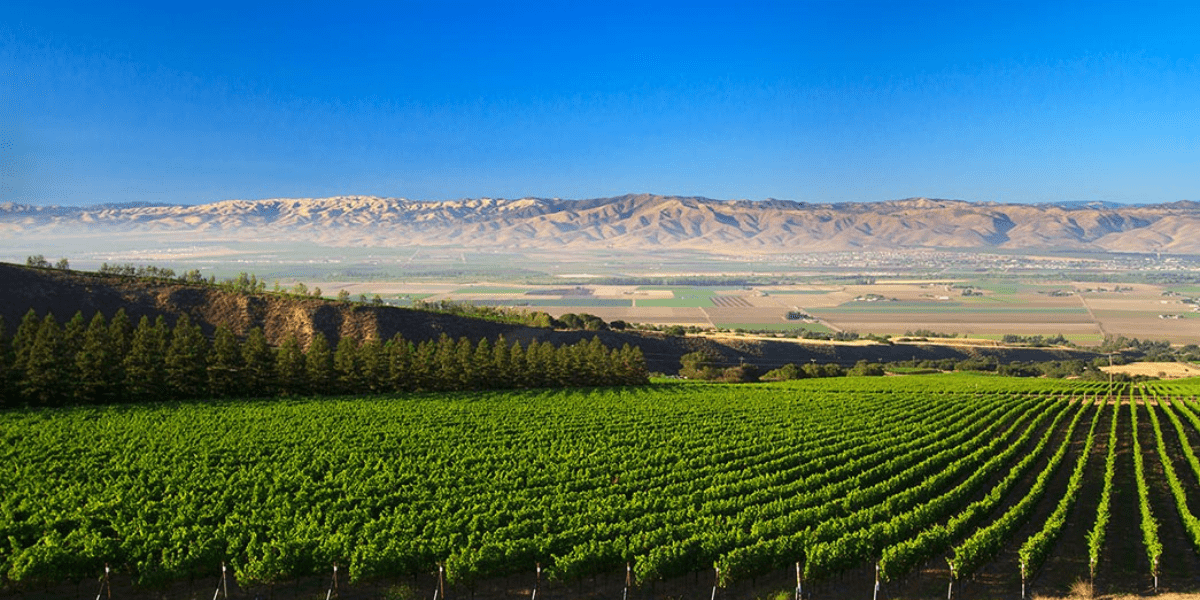 Russian River Valley Wijnen