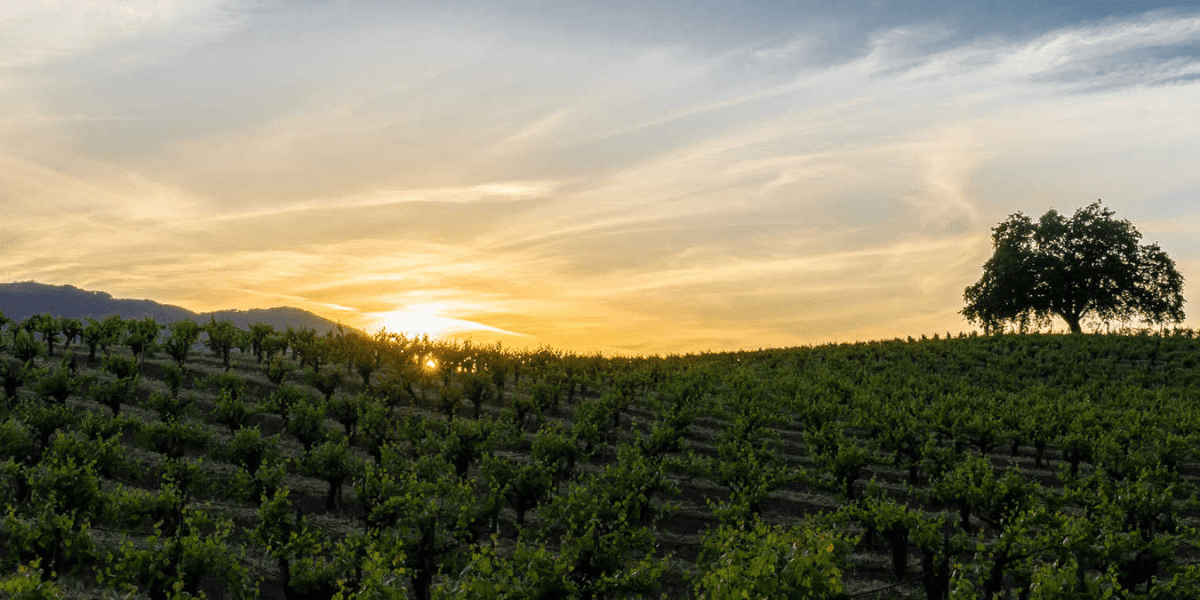 Sonoma Coast Wijnen