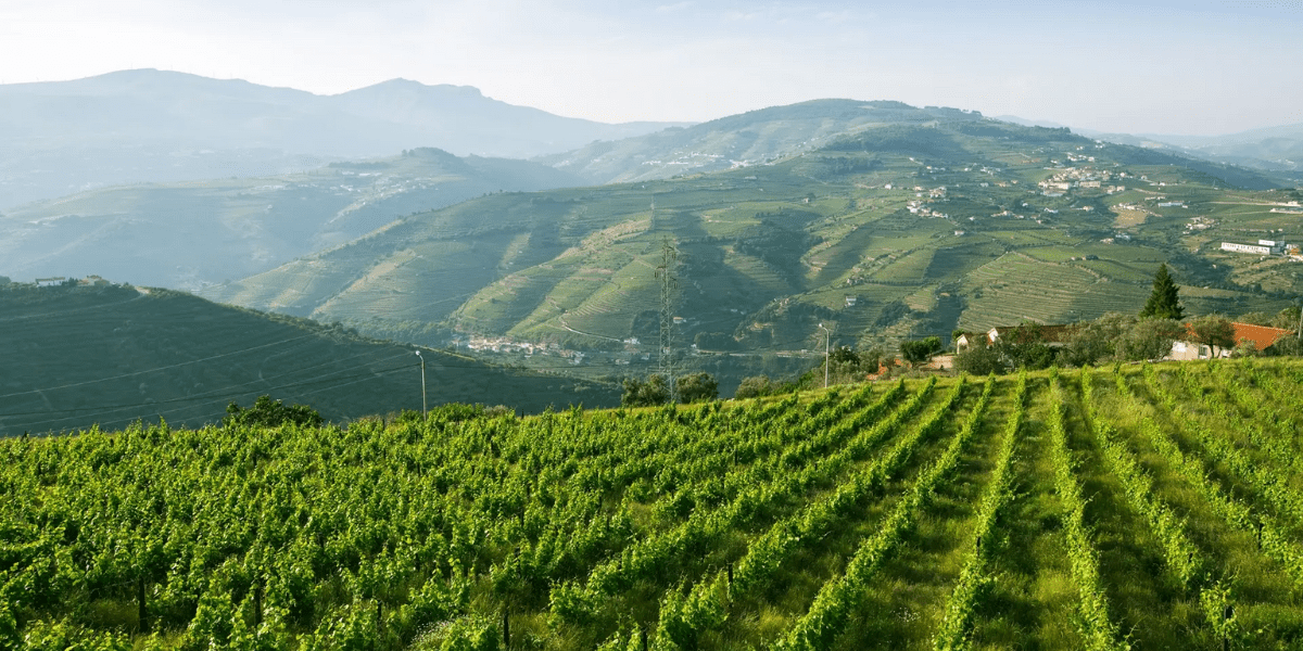 Vinho Verde Wijnen