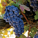 Graciano