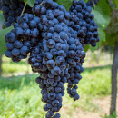 Primitivo