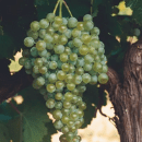 Verdejo