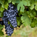 Mencia