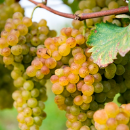 Trebbiano Di Lugana