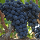 Negroamaro