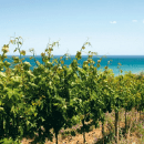 Cantina Tollo
