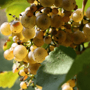 Petit Manseng