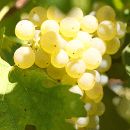 Ugni Blanc