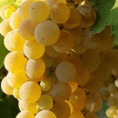 Greco Di Tufo