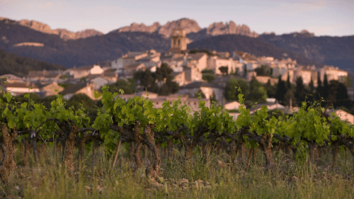 Onze favorieten Rhônewijnen met karakter